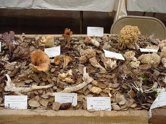 Ramaria, et al