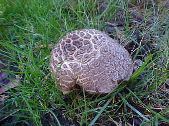 An older Agaricus praeclaresquamosus