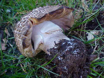 Agaricus praeclaresquamosus