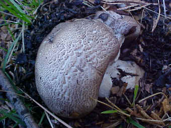 A young Agaricus praeclaresquamosus