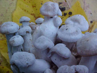 breitenbush_2002/clitocybe2-l.jpg