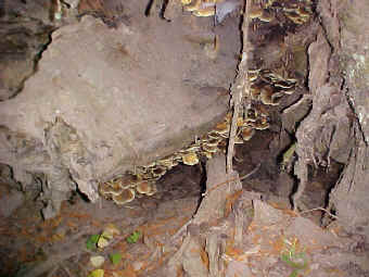 Naematoloma fasciculare