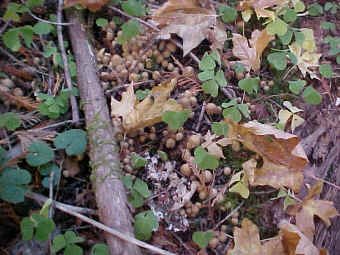 Coprinus atramentarius