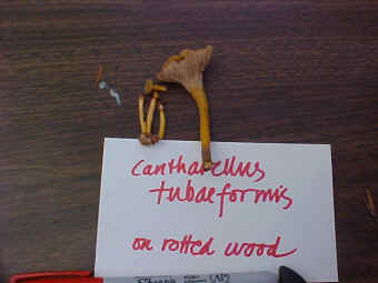 Close-up of the Cantharellus tubaeformus