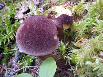 Boletus mirabilus