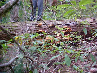 Laetiporus sulphureus