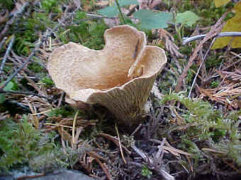 Gomphus floccosus