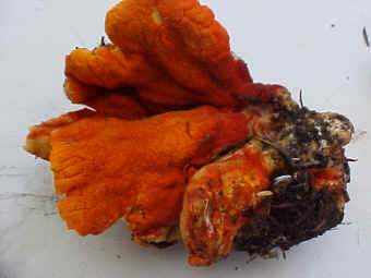 Lobster Mushroom