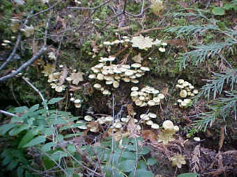 Naematoloma capnoides