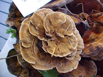 Phaeolus schweinitzii