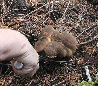 A very young Phaeolus sweinitzii