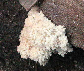 Hericium coralloides