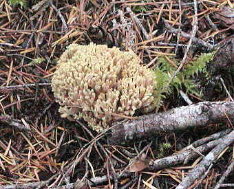 Ramaria sp.