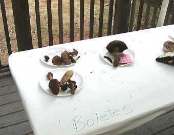 Boletes