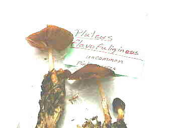 Pluteus flavofuligineus