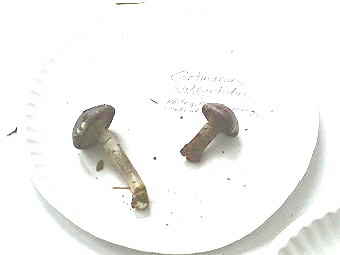 Cortinarius subfoetidus