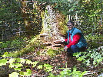 Might be a Ganoderma oregonense