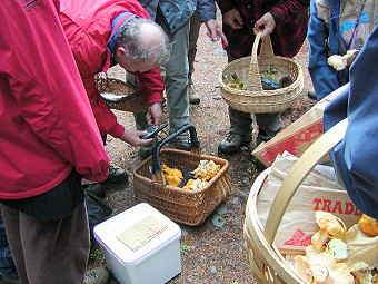 Lots of Chanterelles