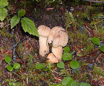 Chroogomphus tomentosus, Wooly Pine Spike