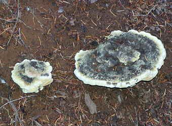 Phaeolus sweinitzii, Dyer's Polypore