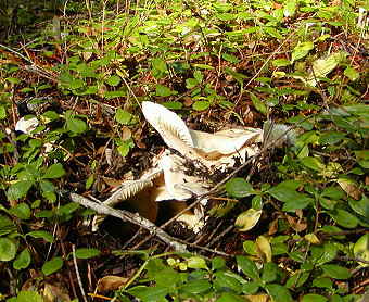 Cantharellus subalbidus, White Chanterelle