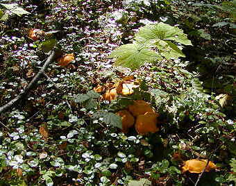 Cantharellus cascadensis, Golden Chanterelle