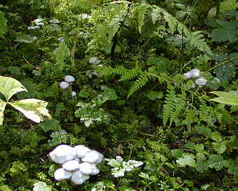 Clitocybe dilatata