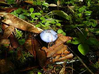 Cortinarius subfoetidus