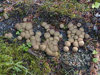 Lycoperdon sp.