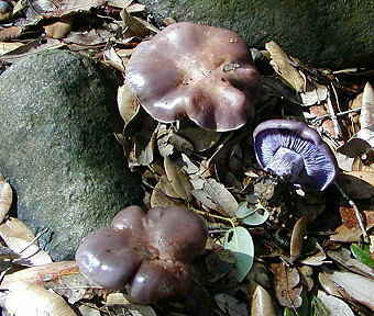 Clitocybe nuda