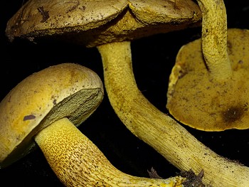 Boletus ornatipes