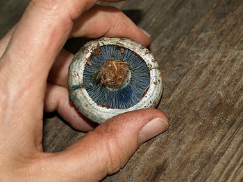 Lactarius indigo