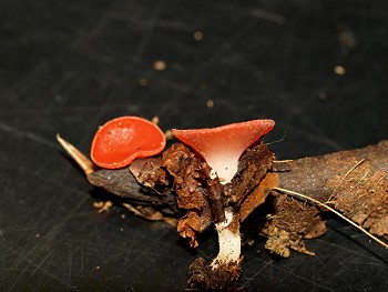 Sarcoscypha occidentalis