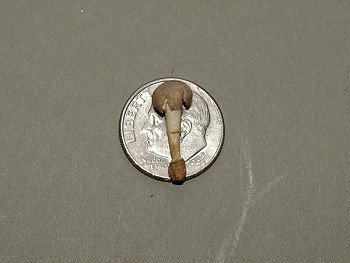 Worlds Smallest Amanita farinosa