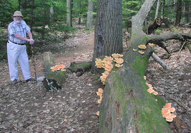 Sulphur Shelf