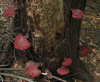 Ganoderma tsugae