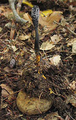 Elaphomyces truffle