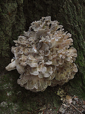 Grifola frondosa