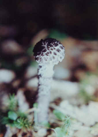 Stobilomyces floccopus