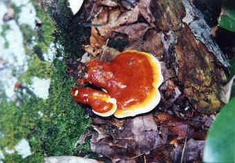 Ganoderma lucidum