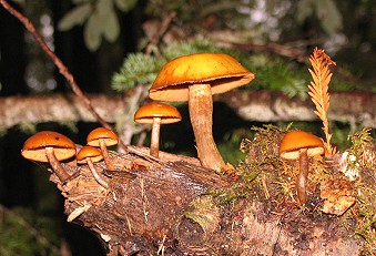 Armillaria nabsnona?