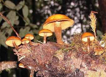 Armillaria nabsnona?