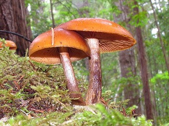 Armillaria nabsnona?