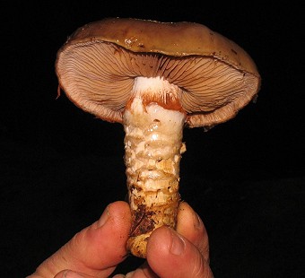 Cortinarius trivialis