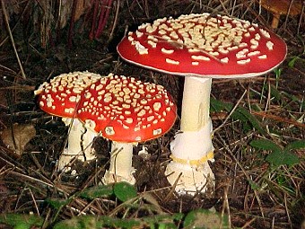 Amanita muscaria