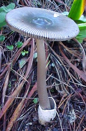 Amanita pachycolea