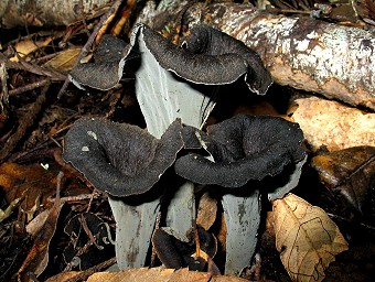 Craterellus cornucopioides