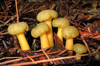 Leotia lubrica