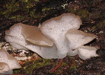 Pseudohydnum gelatinosum