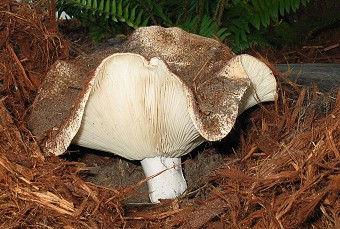 Russula brevipes